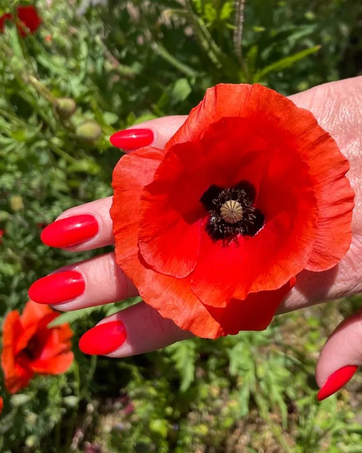 Roter Mohn in einer Hand mit rot lackierten Nägeln – NT Nagelneu Dreieich